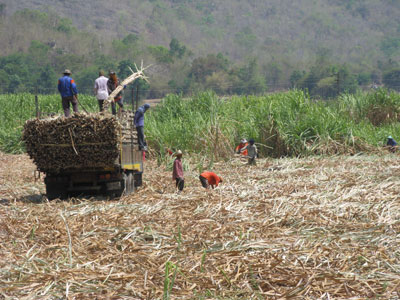 Sugar Harvest 